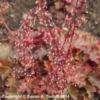 Heuchera Chocolate Ruffles Perennial Plant 2L - Set of 3