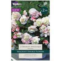 Taylors Bulbs Begonia Odorata Angelique (2 Pack) (TS279)