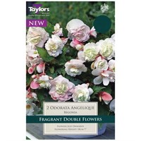 Taylors Bulbs Begonia Odorata Angelique (2 Pack) (TS279)