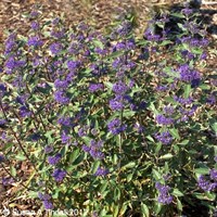 Caryopteris clandonensis 'Kew Blue' - 4L Pot