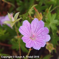 Geranium Sanguineum Glenluce Perennial Plant in a 9cm Pot