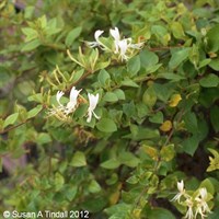 Lonicera (Honeysuckle) Halls Prolific in a 3L Deep Pot Climber Plant