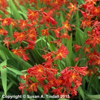 Crocosmia Carmin Brilliant Perennial Plant 9cm Pot - Set of 3