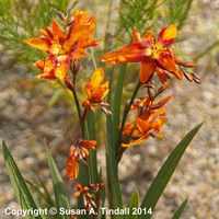 Crocosmia Emily Mckenzie Perennial Plant 9cm Pot - Set of 3