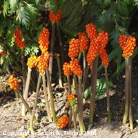 Arum Italicum Marmoratum Perennial Plant in a 9cm Pot