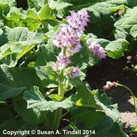 Salvia Turkestanica Perennial Plant 9cm Pot - Set of 3