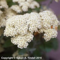 Achillea Anthea Perennial Plant 9cm Pot - Set of 3