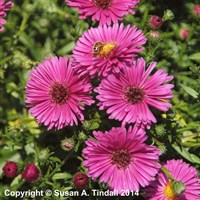 Aster Jenny Perennial Plant 9cm Pot - Set of 3