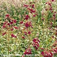 Penstemon Blackbird Perennial Plant 2L Pot - Set of 3