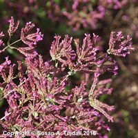Origanum Laevigatum Hopleys Perennial Plant in a 9cm Pot