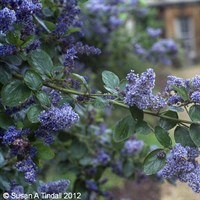 Ceanothus arboreus 'Trewithen Blue - 7.5L Pot