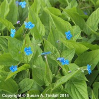 Omphalodes Verna Perennial Plant 9cm Pot - Set of 3