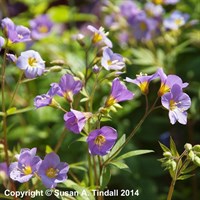 Polemonium Lambrook Mauve Perennial Plant 2L - Set of 3
