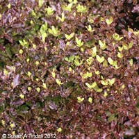 Pittosporum ten. 'Tom Thumb' - 2L Pot