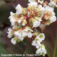 Bergenia Bressingham White Perennial Plant 2L Pot - Set of 3