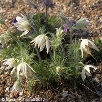 Pulsatilla Vulgaris Alba Perennial Plant 9cm Pot - Set of 3