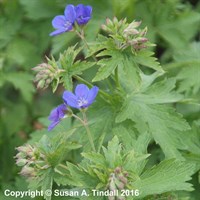 Geranium Sylvaticum Mayflower Perennial Plant 2L - Set of 3
