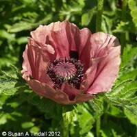 Papaver Ori. Pattys Plum Perennial Plant 2L Pot - Set of 3