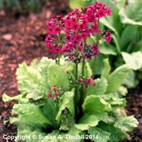 Primula Millers Crimson Perennial Plant 9cm Pot - Set of 3