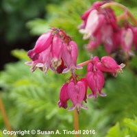 Dicentra Luxuriant Perennial Plant in a 9cm Pot