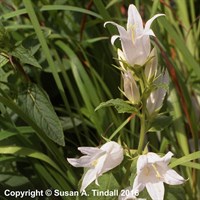 Campanula Latifolia Alba Perennial Plant 9cm Pot - Set of 3