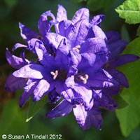 Campanula Glomerata Superba Perennial Plant 9cm Pot - Set of 3
