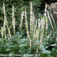 Verbascum Cha Album Perennial Plant 9cm Pot - Set of 3