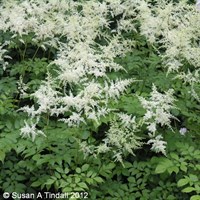 Astilbe Deutschland Perennial Plant 9cm Pot - Set of 3