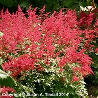 Astilbe Spinell Perennial Plant 2L Pot - Set of 3