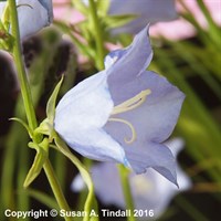 Campanula Persicifolia Telham Beauty Perennial Plant 2L Pot - Set of 3