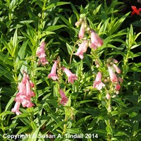 Penstemon Hewells Pink Perennial Plant 9cm Pot - Set of 3