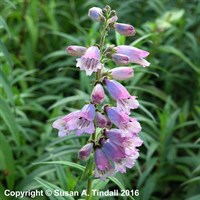 Penstemon Stapleford Gem Perennial Plant in a 9cm Pot