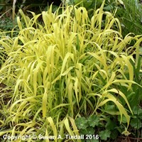 Milium Effusum Aureum Perennial Plant in a 9cm Pot