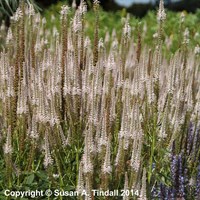 Veronicastrum Pink Glow Perennial Plant 2L Pot - Set of 3