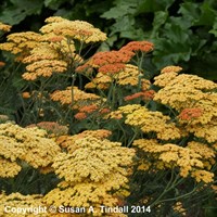 Achillea Terracotta Perennial Plant 9cm Pot - Set of 3