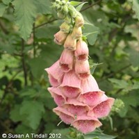 Digitalis Mertonensis Perennial Plant 9cm Pot - Set of 3