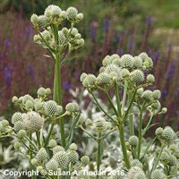 Eryngium Yuccifolium Perennial Plant 9cm Pot - Set of 3