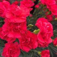 Dianthus Cheryl Perennial Plant 9cm Pot - Set of 3