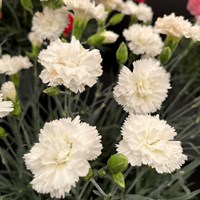 Dianthus Haytor Perennial Plant 9cm Pot - Set of 3
