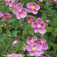 Anemone Praecox Perennial Plant 9cm - Set of 3