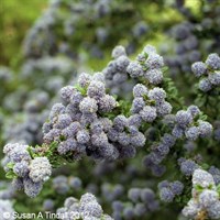 Ceanothus 'Blue Mound' - 7.5L Pot