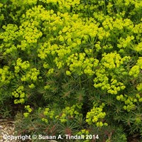 Euphorbia Cypariassis Fens Ruby Perennial Plant 9cm Pot - Set of 3