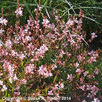 Gaura Siskiyou Pink Perennial Plant 9cm Pot - Set of 3