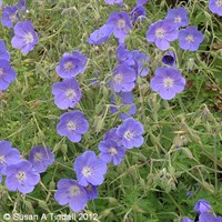 Geranium Brookside Perennial Plant 2L - Set of 3
