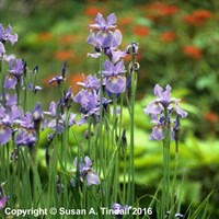 Iris Sibirica Perry's Blue Perennial Plant 2L Pot - Set of 3