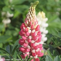 Lupinus La Chatelaine Perennial Plant 9cm Pot - Set of 3