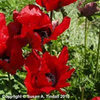 Papaver Orientale Beauty Of Livermere Perennial Plant 9cm Pot - Set of 3
