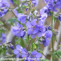 Polemonium Caeruleum Perennial Plant 9cm Pot - Set of 3