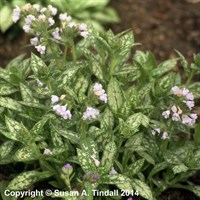 Pulmonaria Off. Opal Perennial Plant 2L - Set of 3