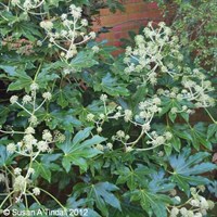 Fatsia japonica - 7.5L Pot